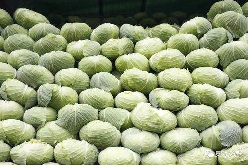 產(chǎn)量充足供應(yīng)穩(wěn) 安居區(qū)農(nóng)副產(chǎn)品豐盈無憂